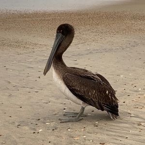 Meet your Posher, Saran